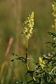 Wild mignonette - A